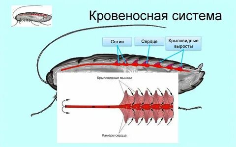 Кровеносная система насекомых рисунок