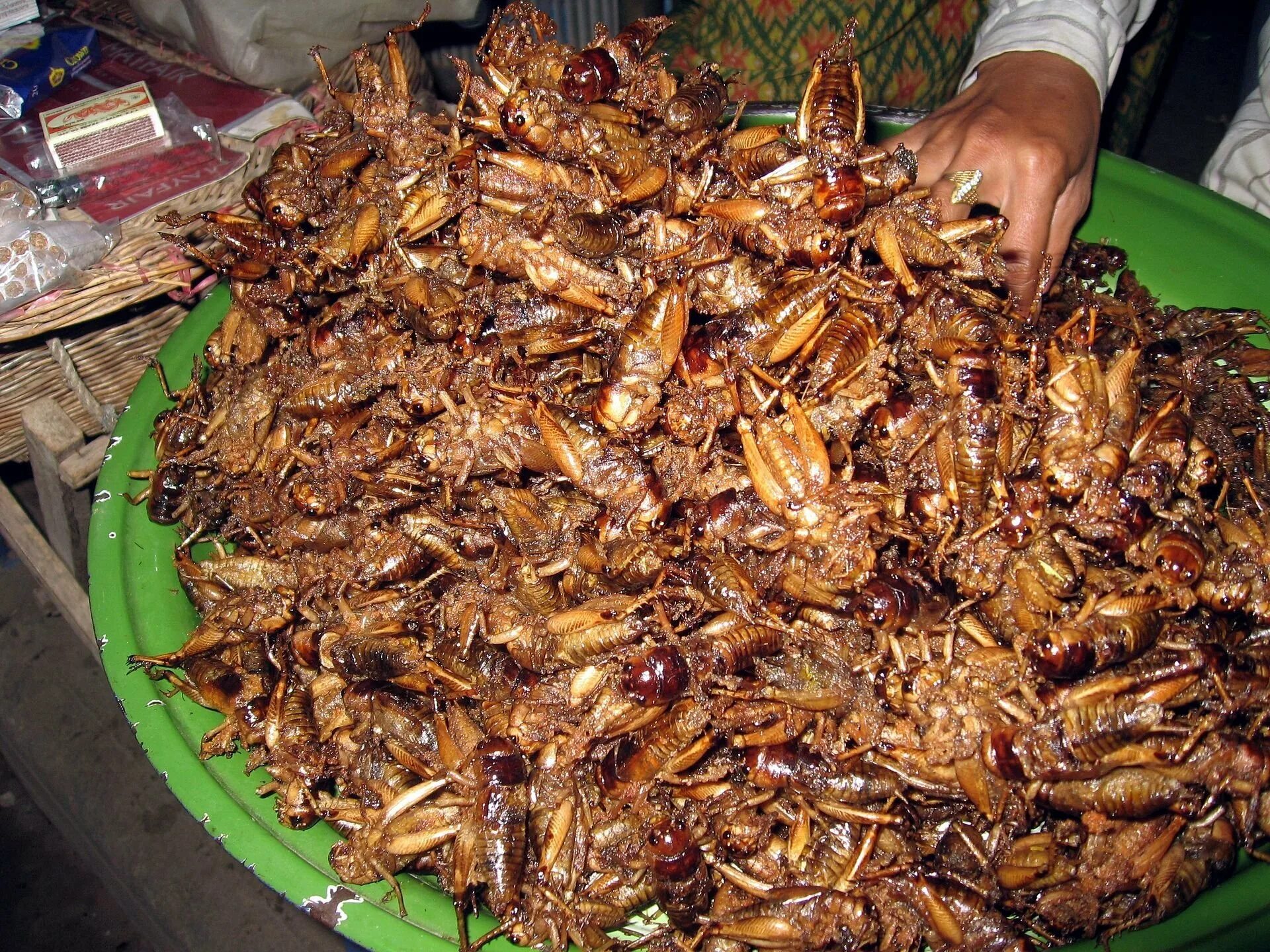 Собака съела таракана. Тараканы в Тайланде. Тараканы на Бали. Деликатесы из насекомых. Жареные тараканы.