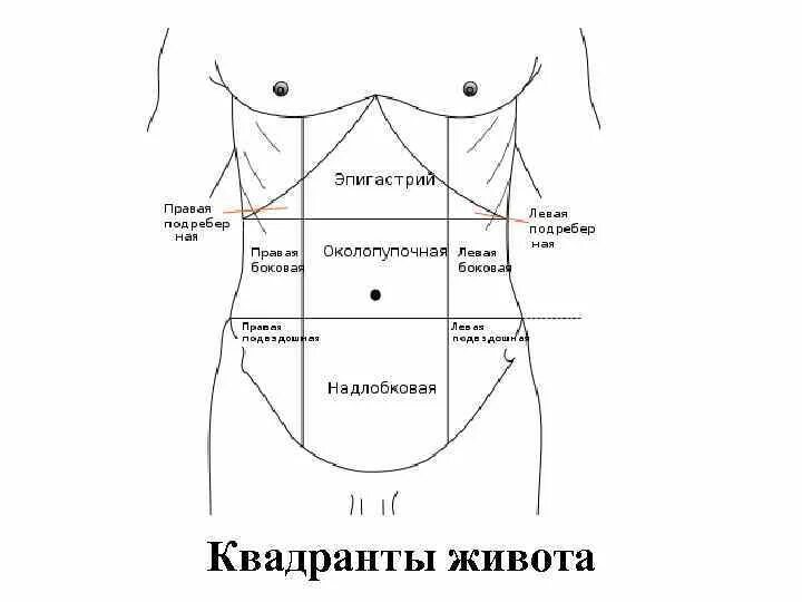 Квадранты брюшной стенки. Переднебоковая стенка живота схема. Верхний правый Квадрант брюшной стенки. Эпигастральная зона желудка. Эпигастрии справа