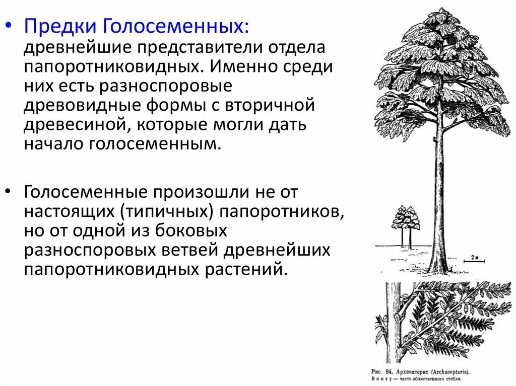 Характеристики голосеменных 7 класс. Общая характеристика голосеменных растений. Характеристика голосеменных растений 7 класс. Характеристика отдела Голосеменные. Отдел Голосеменные общая характеристика.