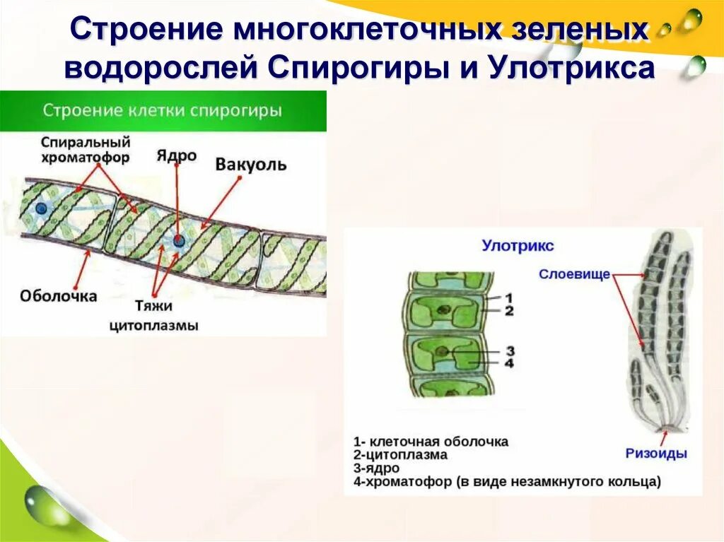 Базальная клетка улотрикса и спирогиры. Улотрикс клетка. Форма спирогира улотрикса. Строение многоклеточной водоросли улотрикс.
