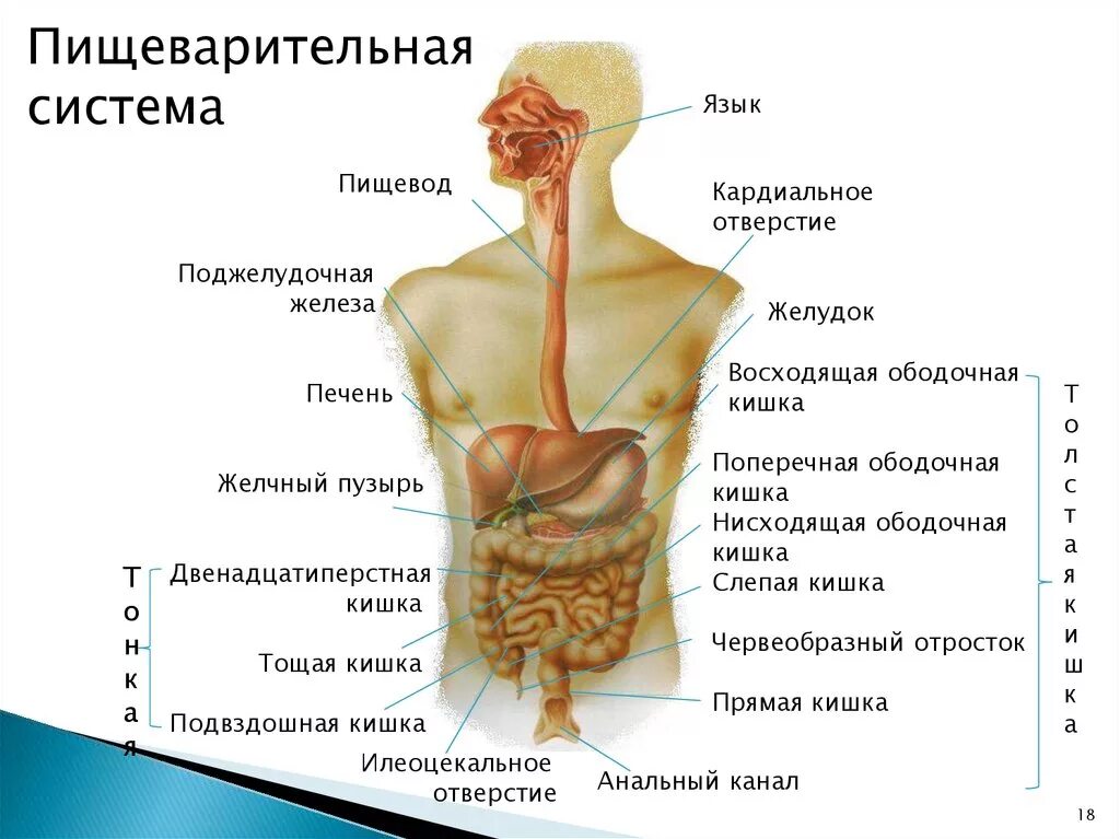 Органы пищевод человека