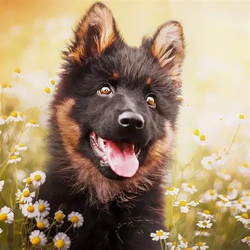 German shepherd dog' Poster by Naso Displate German shepherd dogs, Dogs, Raining