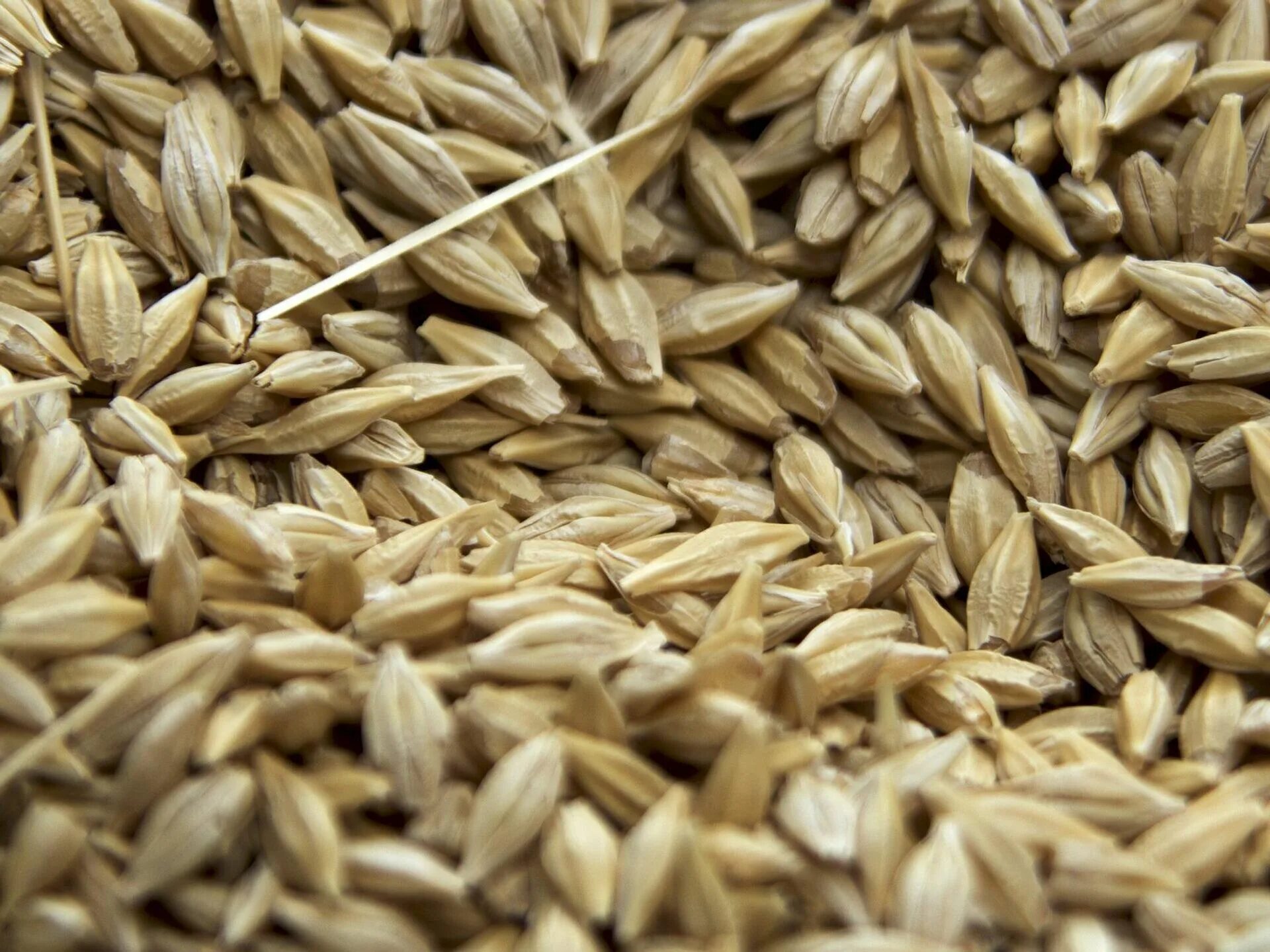 Ячмень производство. Зерно. Семена пшеницы. Пшеница зерно. Семена зерновые.