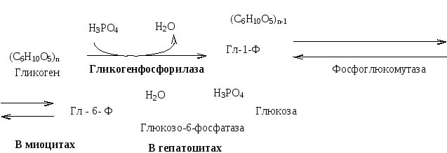 Превращение глюкозы в гликоген происходит под действием. Глюкозо 6 фосфат фосфатаза. Глюкозо 6 фосфатаза реакция. Глюкозо-6-фосфатаза гликогенолиз. Глюкозо 6 фосфатаза функции.