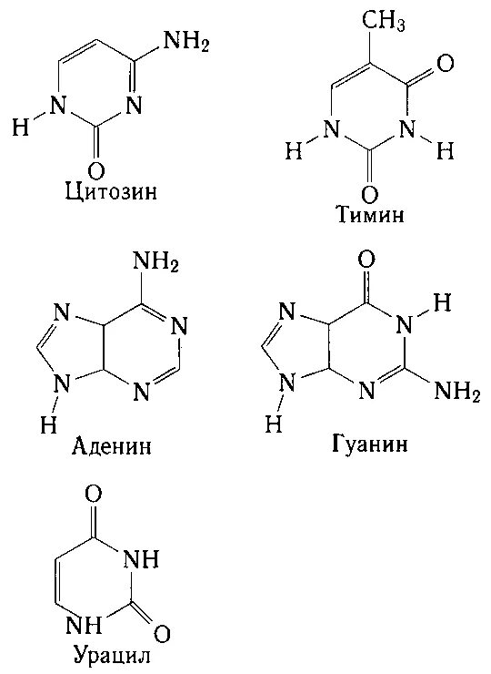 Замена аденина на тимин изменение плоидности клетки. Формулы аденина Тимина цитозина гуанина. Аденин гуанин формулы. Аденин гуанин цитозин Тимин структурные формулы. Формула аденина Тимина гуанина цитозина урацила.