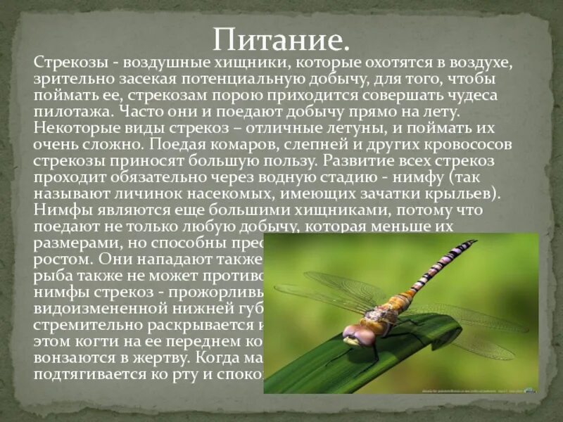 Какой тип развития характерен для стрекозы. Отряд Стрекозы. Отряд Стрекозы представители. Характеристика отряда Стрекозы. Питание стрекоз.