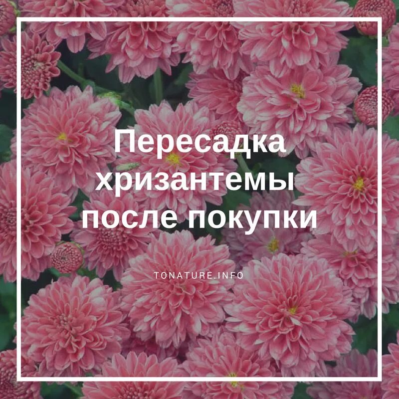 Как пересадить хризантему купленную в магазине. Черенки хризантем. Черенкование хризантем. Хризантемы домашние в горшках. Пересадить хризантему.