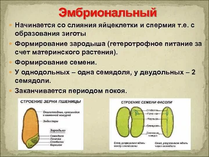 Образование зародыша семени. Формирование зародыша семени. Эмбриональный этап у растений. Развитие однодольного семени. Зародыш питается за счет эндосперма.