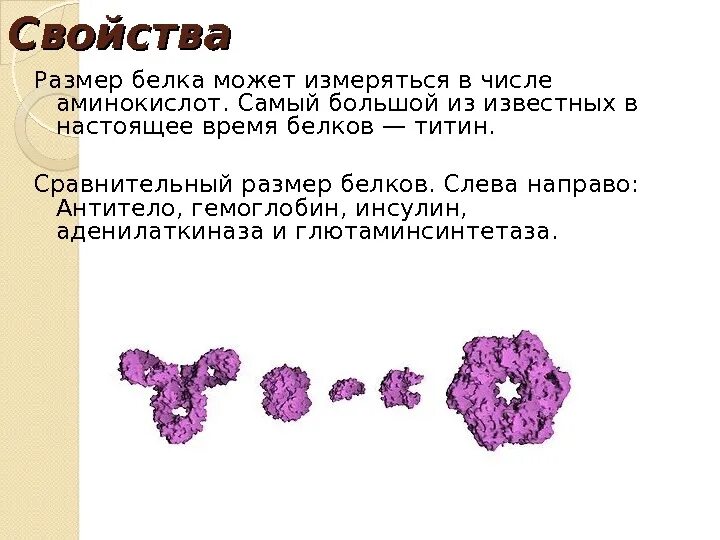 Время белкового. Сравнительный размер белков. Классификация белков по размеру. Размеры белков. Средний размер белки.