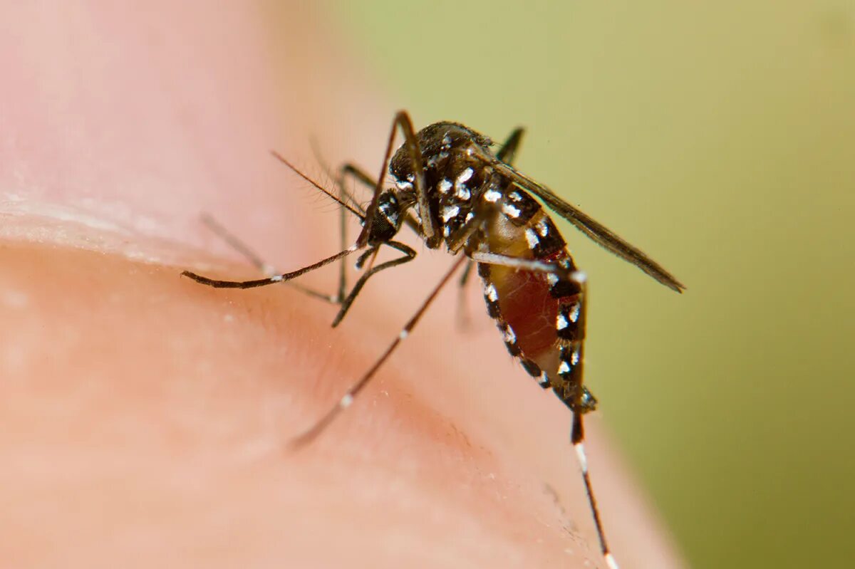 Комары к чему снятся в большом количестве. Комаров Aedes albopictus. Тигровый комар Aedes albopictus. Комары Аэдес. Aedes aegypti укус.