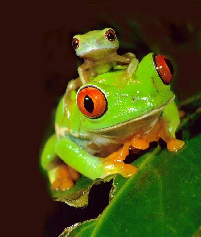 Frog baby. Шпорцевая квакша. Головастик лягушки древолаза. Baby frog peachy. Лягушка paedophryne.