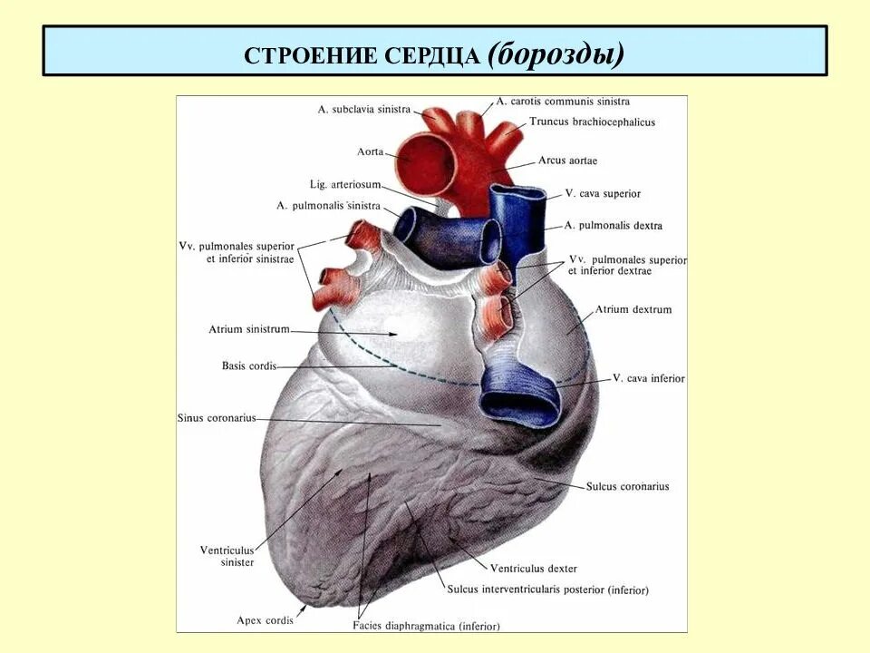 Части сердца его поверхности края и борозды. Наружное строение сердца анатомия. Строение сердца снаружи анатомия. Внешнее строение сердца поверхности.