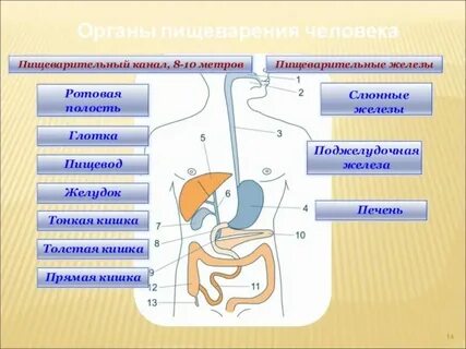 Перечислите органы пищеварительного канала