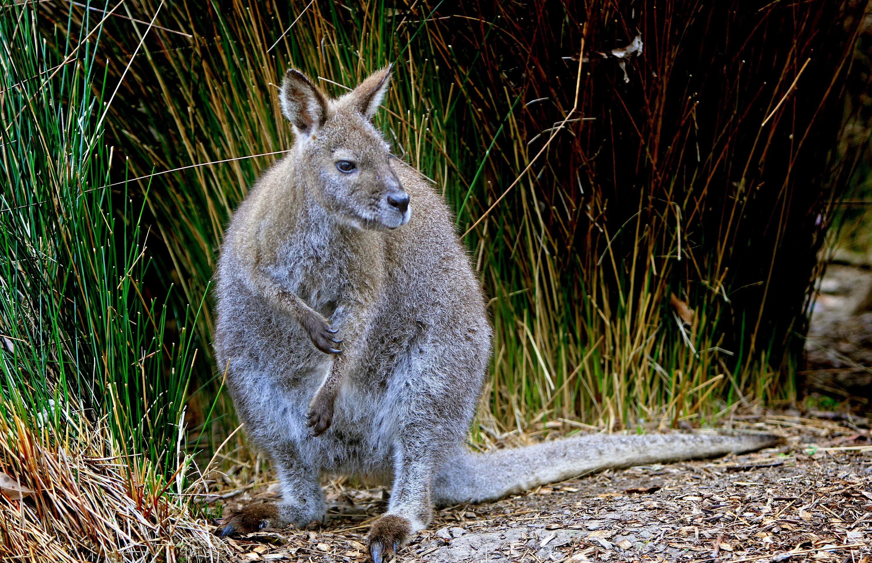 Крупное лесное млекопитающее. Эндемики Австралии кенгуру. Сумчатые кенгуру в Австралии. Сумчатые звери кенгуру. Серый кенгуру валлаби.