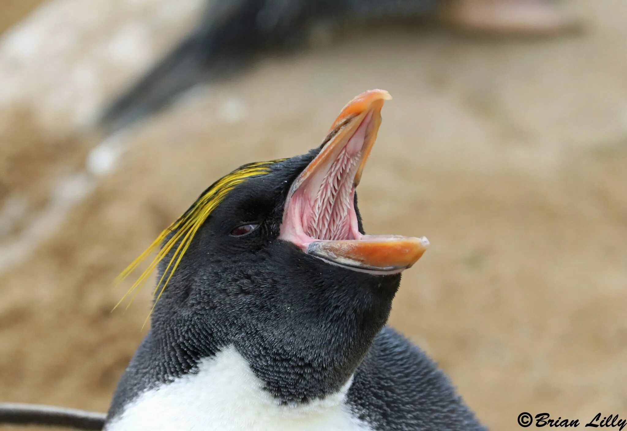 Как кричат пингвины