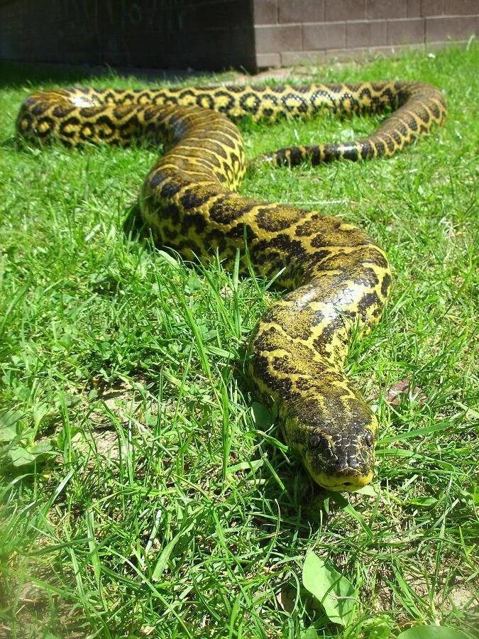 Анаконда змея. Анаконда eunectes murinus. Водяной удав Анаконда.