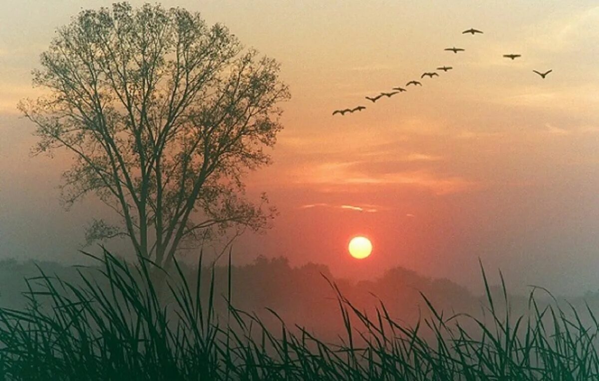 Птицы на Восходе солнца. Чудесный закат. Рассвет солнца. В дали видны деревья