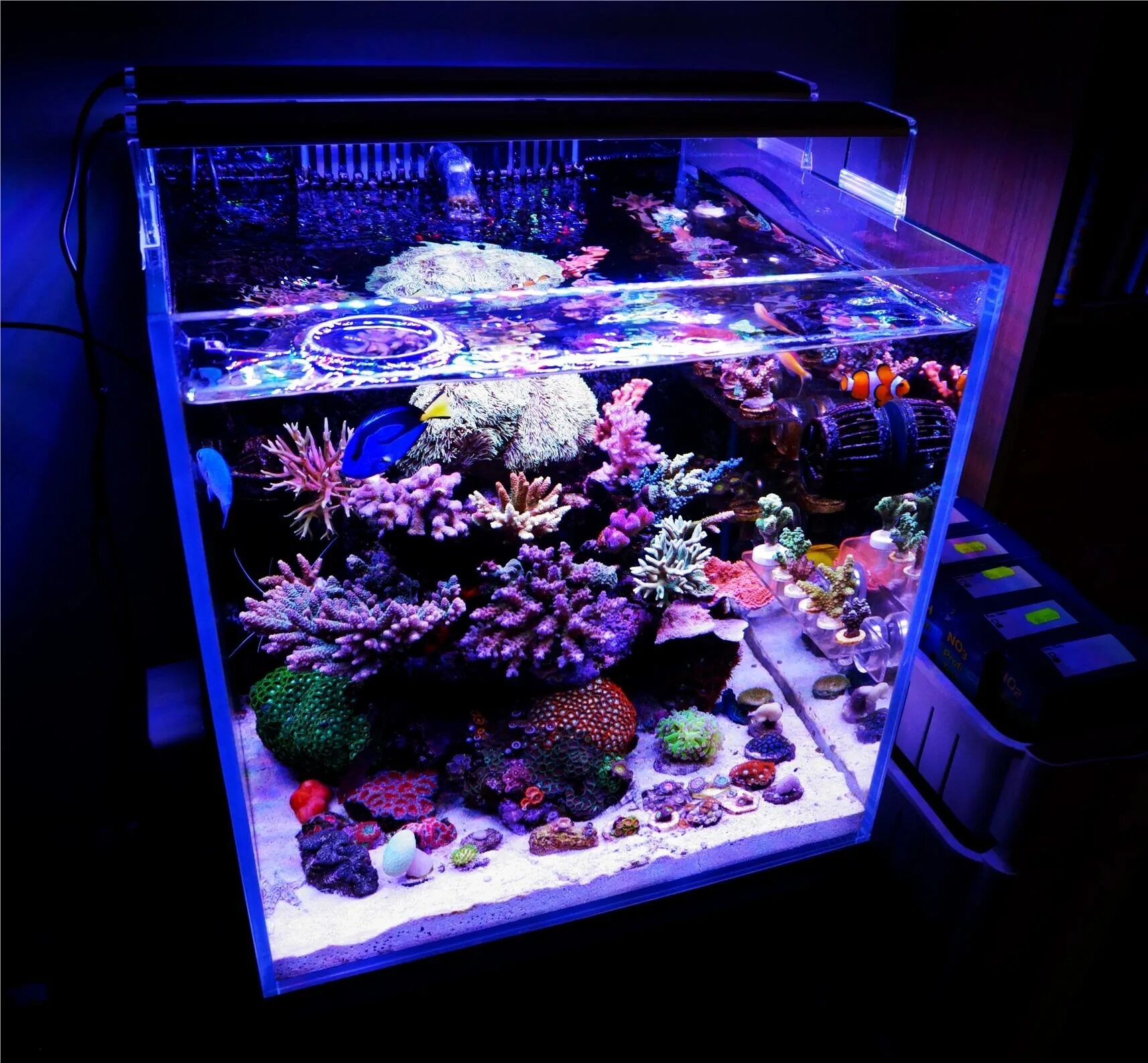 Аквариум Nano Reef. Морской аквариум Nano Reef. Светильник Chihiros для морского аквариума. Свет для морского аквариума 80 литров. Коллекционер заказал аквариум