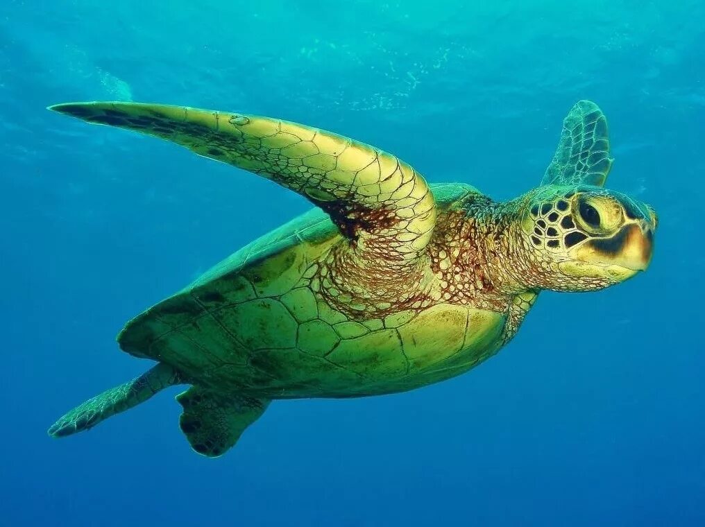 Зеленая морская черепаха. Атлантическая зеленая черепаха в Атлантическом океане. Зеленая (суповая морская черепаха). Черепаха бисса (Каретта). Атлантический обитатели