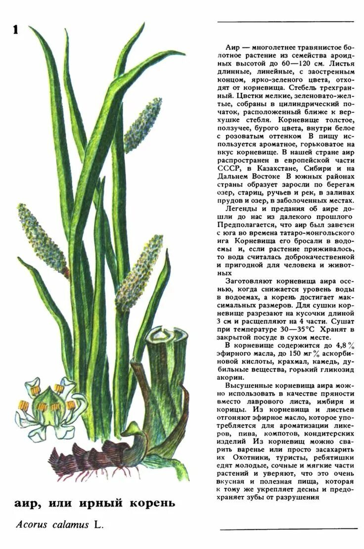 Аир обыкновенный трава. От чего помогает корень аира. Аир обыкновенный корни. Трава аир лечебные. Аир обыкновенный трава.