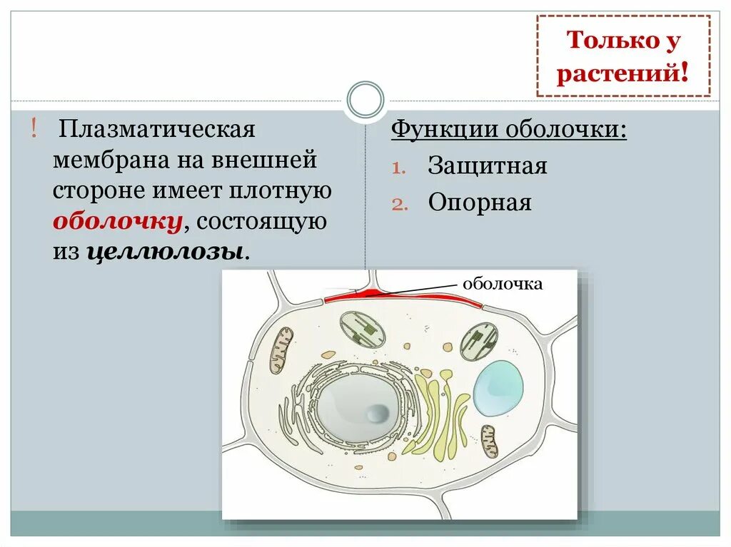 Оболочку из целлюлозы имеют