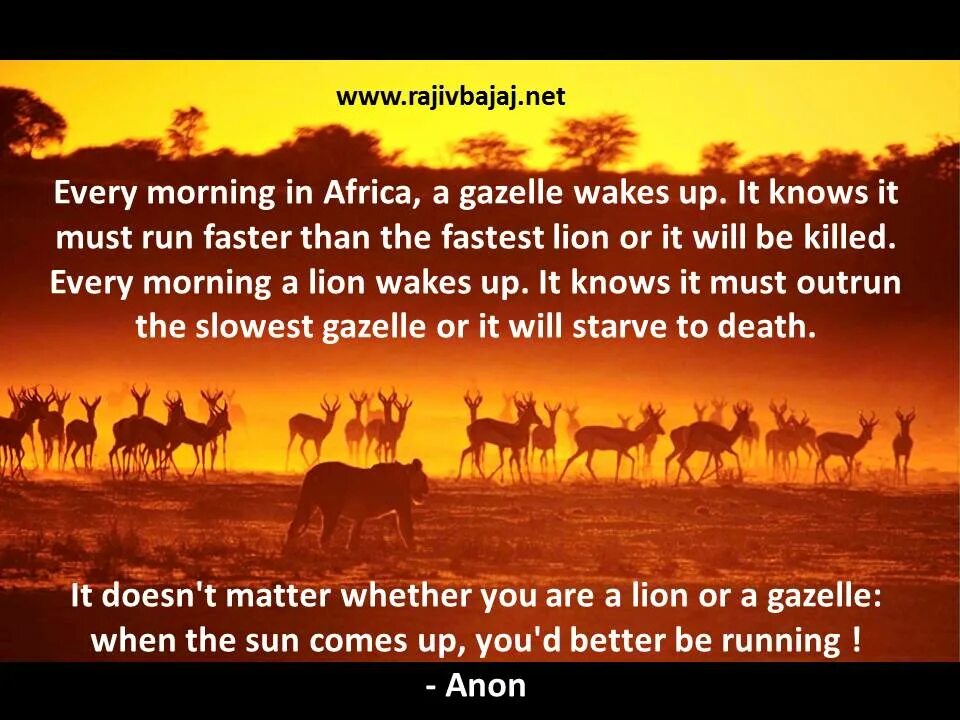 Каждое утро в африке. Every morning. Every morning when the Sun. Доброе утро Африка. Lion Gazella.