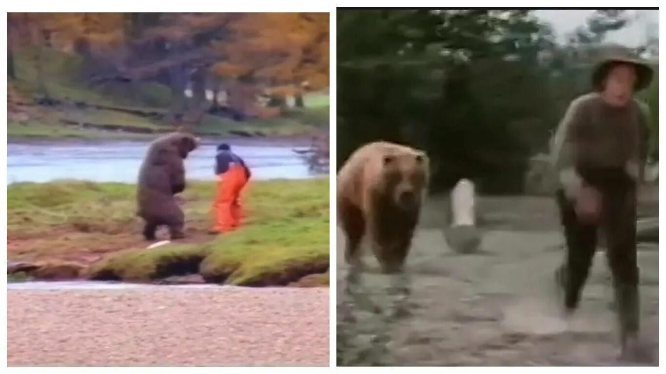 Медведь Гризли нападение. Медведь Гризли нападение на человека. Медведь Гризли нападает на человека. Медведь Гризли напал на человека.