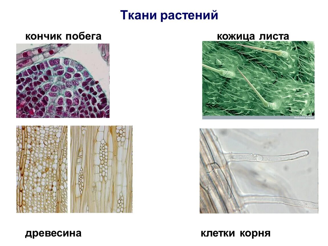 Клетка растений ткани растений. Ткани в микроскопе растения. Ткани растений микропрепараты. Ткани растительной клетки. Кожица какая ткань у растений