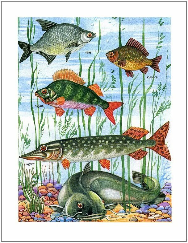 Пресноводные рыбы Нищева. Пресноводные рыбы для детей. Обитатели водоемов. Обитатели рек.