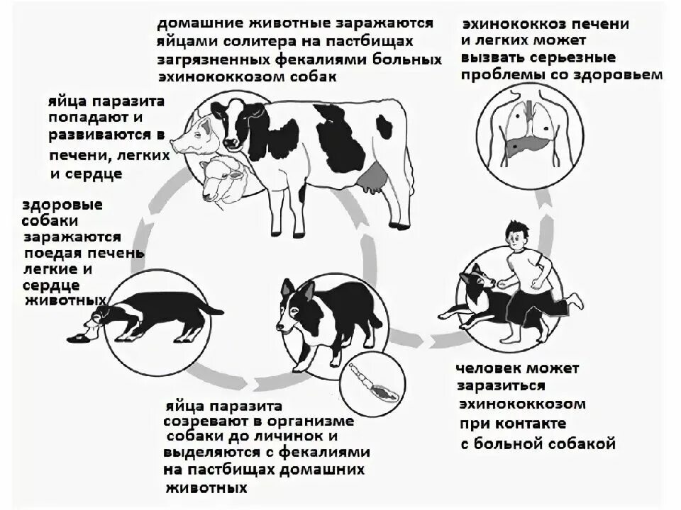 Эхинококки симптомы у людей лечение. Эхинококкоз пути заражения человека. Эхинококк способ заражения человека. Эхинококкоз пути заражения. Схема заражения эхинококком.