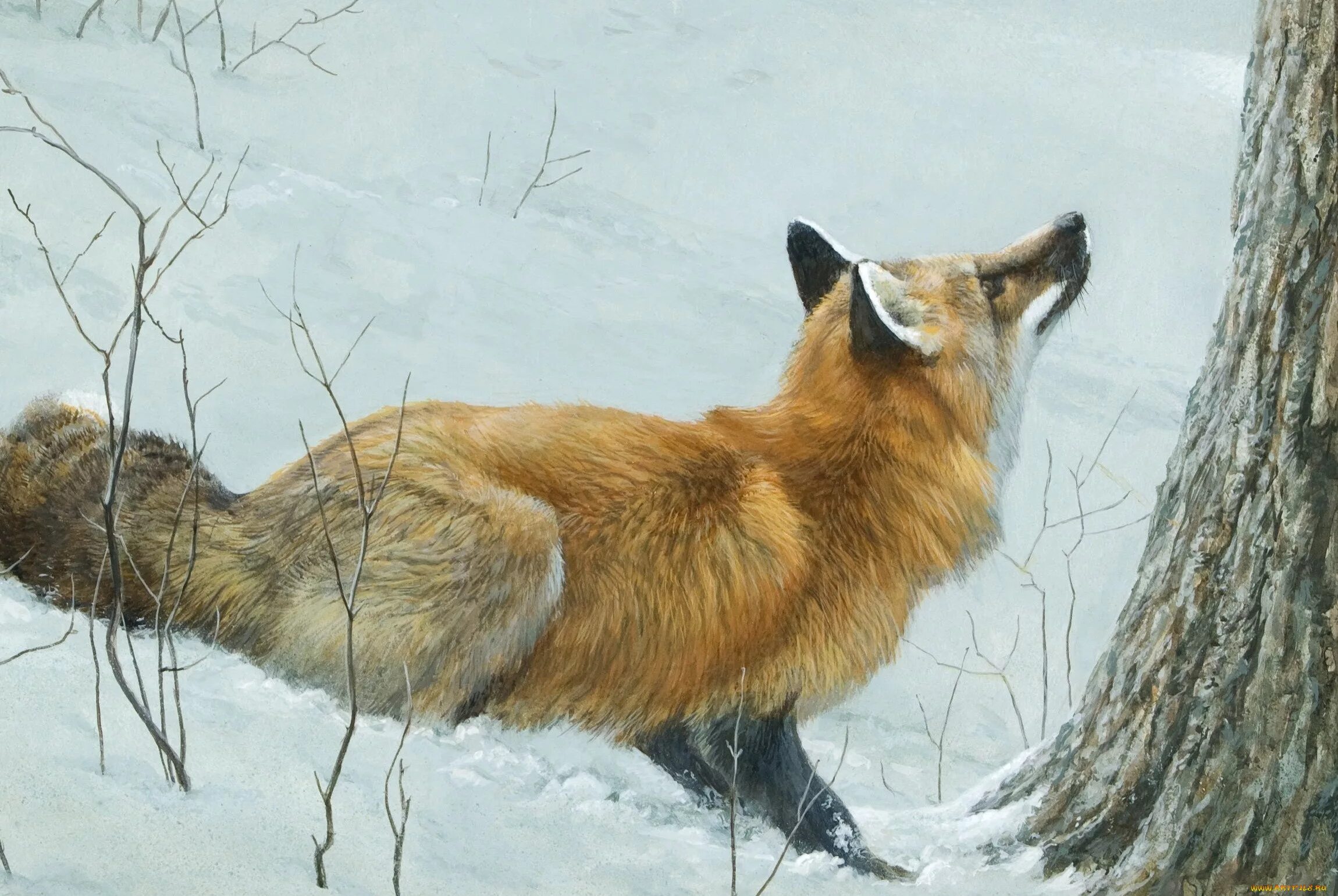 Художник анималист Robert Bateman. Охота на лису волка