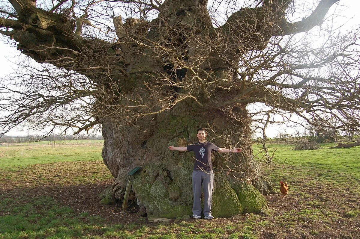 Человек под дубом. Фредвилл Англия дуб. ЛИМУЗЕНСКИЙ дуб. ЛИМУЗЕНСКИЙ дуб дерево.