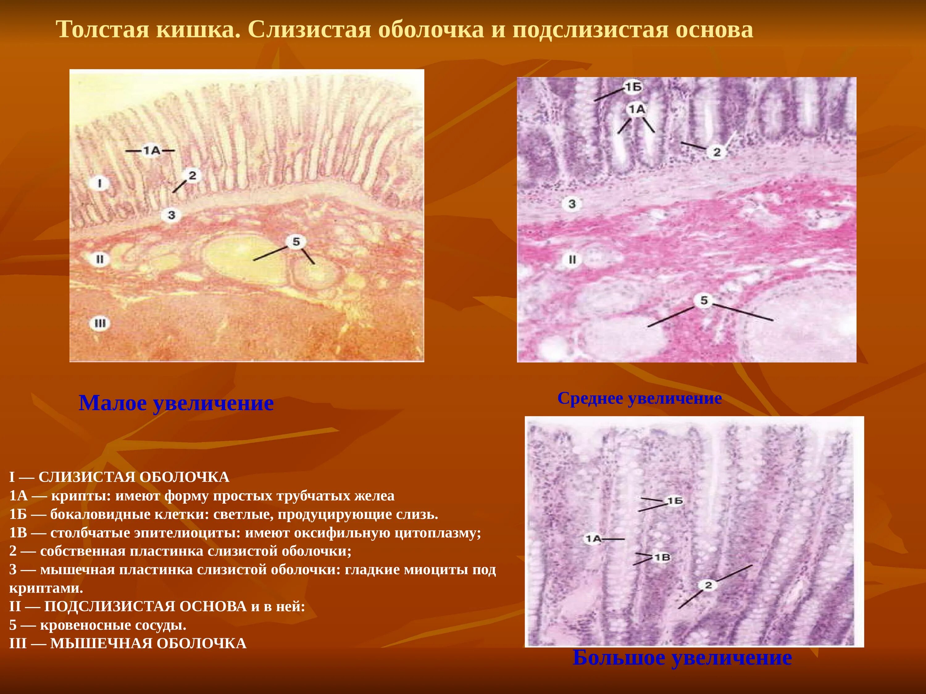 Локализация слизистой оболочки. Подслизистая оболочка Толстого кишечника функции. Толстый кишечник слизистая оболочка. Слизистая оболочка подслизистая основа. Слои слизистой оболочки.