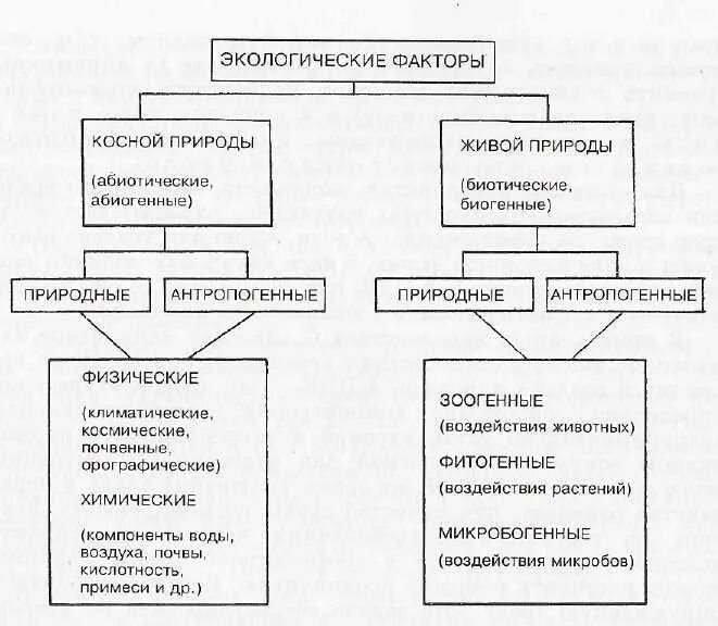 3 антропогенными факторами являются. Экологические факторы абиотические биотические антропогенные. Физические экологические факторы. Схема экологические факторы. Классификация экологических факторов.