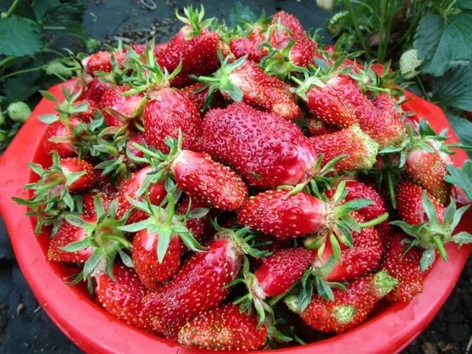 земклуника сорт купчиха. сорт земляники купчиха. сорт клубники купчиха. лпх ягодка кубани. землеклубника купчиха.