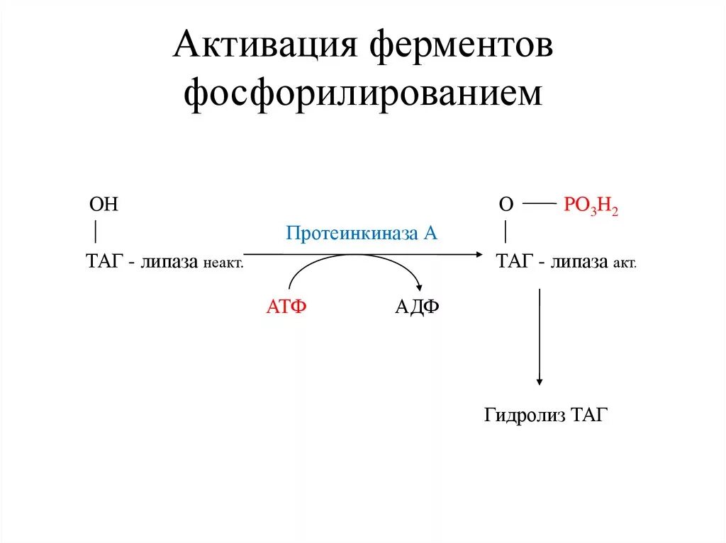 Реакции активации ферментов. Механизм фосфорилирования липазы. Протеинкиназа реакция. Фосфорилирование протеинкиназы. Механизм активации таг липазы.