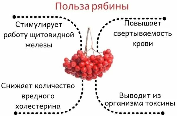 Арония польза вред. Арония польза вред. Полезные и лечебные свойства черноплодную рябину. Черноплодная рябина польза. Арония черноплодная лечебные.