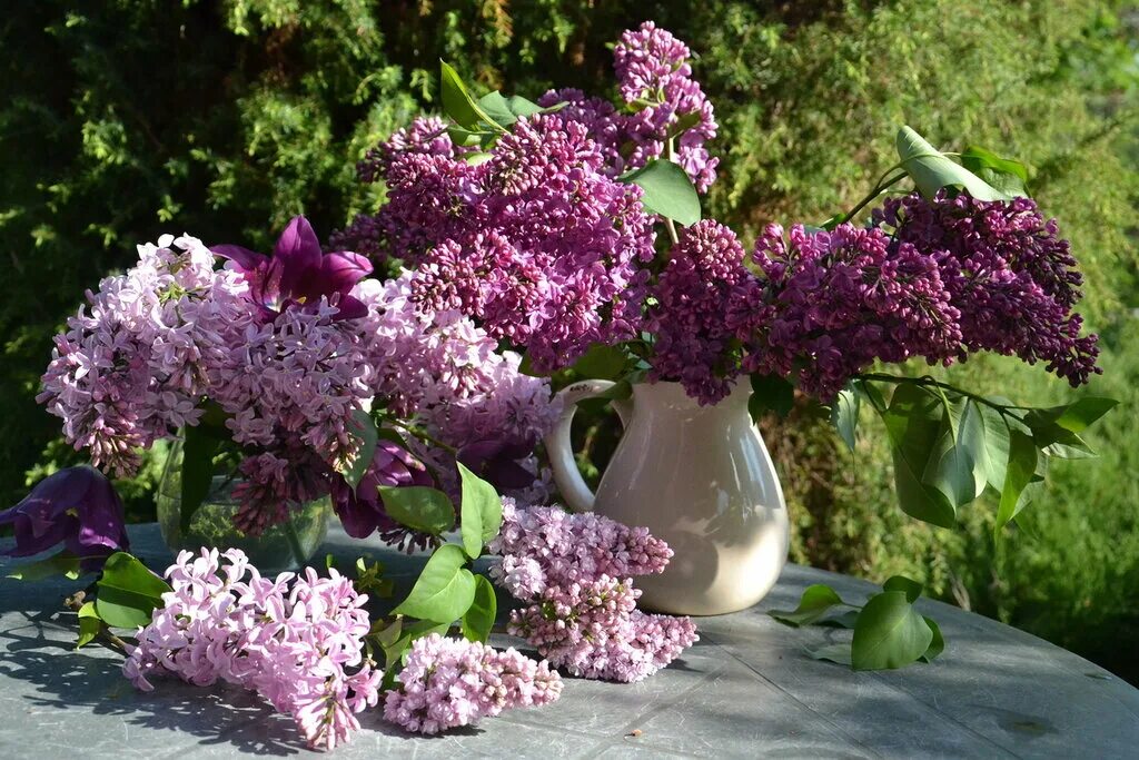 Сирень Фрэнк Петерсон. Сирень Тимирязевка. Сирень Баграмян.