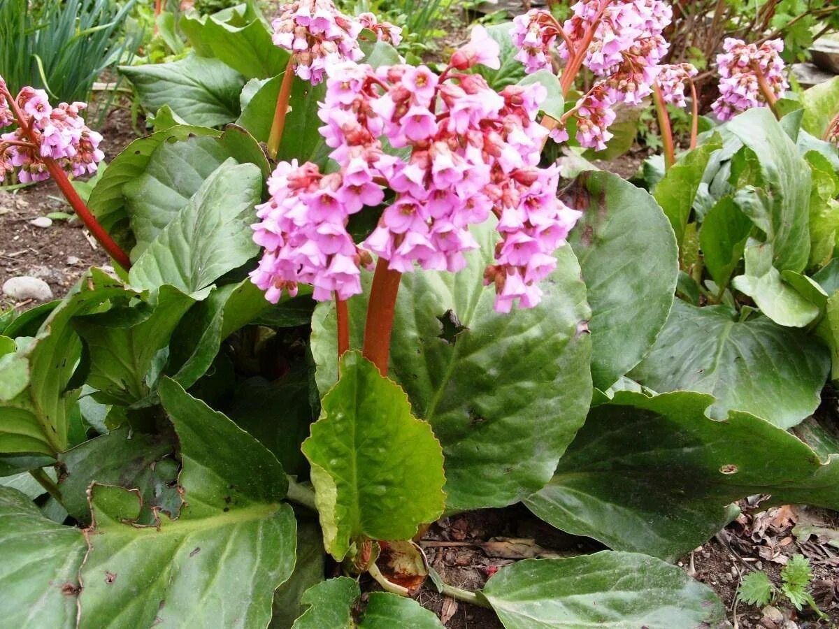 Бадан толстолистный (в. crassifolia). Бадан толстолистный листья. Бадан Пурпуреа. Бадан Королевский. Цветок бадан фото и описание