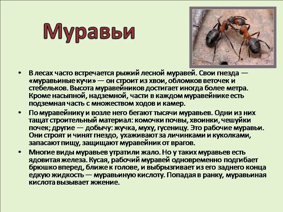 Рыжий муравей питание. Информация о муравьях. Виды муравьев. Особенности жизни муравьев. Сообщение про муравьёв.