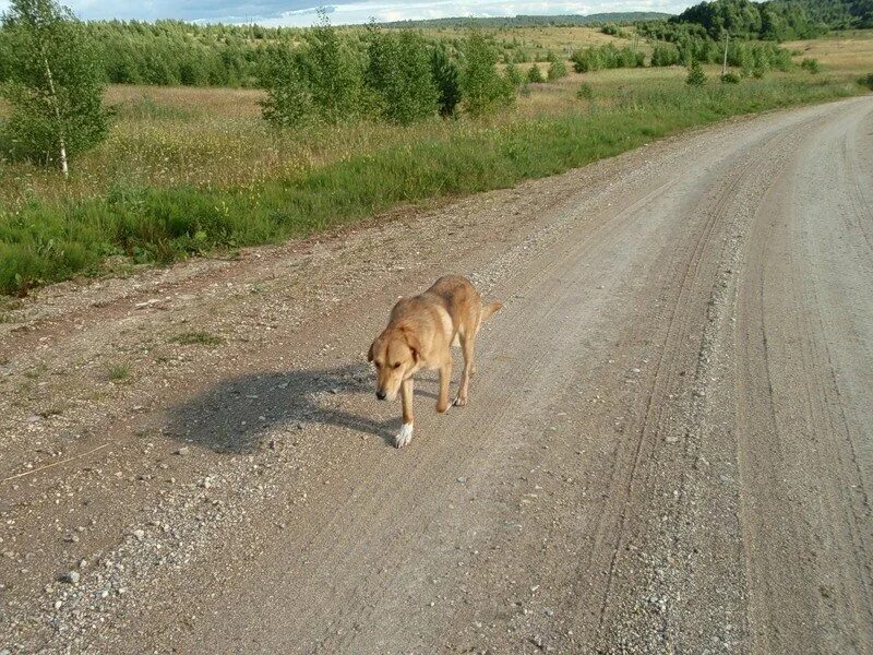 Собаки бегут по дороге. Собака бежит по дороге. Собака на дороге. По дороге собаками. Дорогу щенкам.