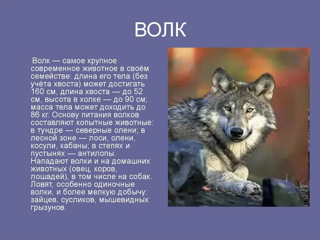 Факты о волках. Презентация на тему волк. Самое интересное о волке. Волк интересные факты для детей.