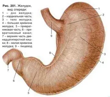 Организм желудка