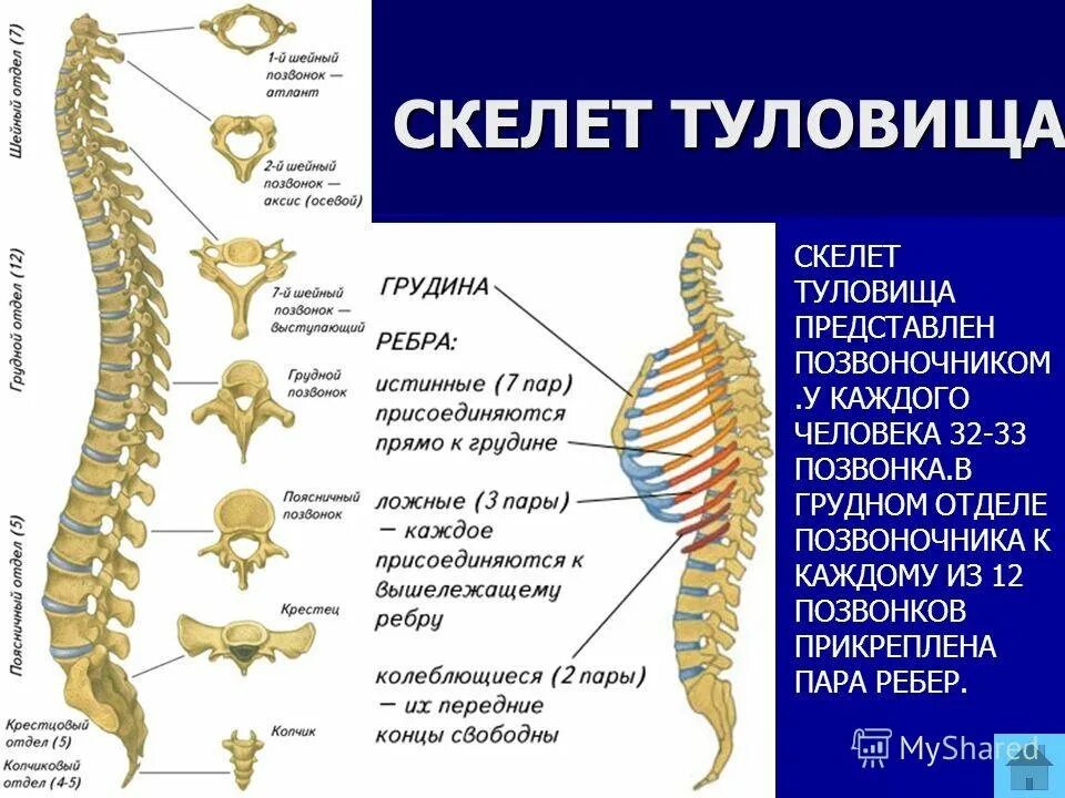 Скелет туловища позвоночник. Скелет шейного отдела позвоночника. Отделы скелета туловища. Скелет человека грудной отдел.