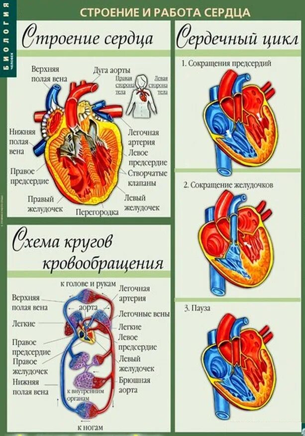 Работа сердца контрольная работа. Строение сердца человека таблица. строение сердца и круги кровообращения у человека анатомия. схема сердца человека биология 8 класс. сердце строение и функции таблица.