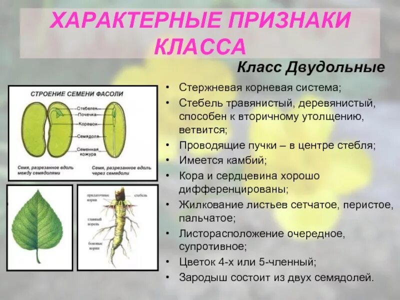 Выбрать признаки двудольного растения корневая система. Класс двудольные листья. характерные признаки двудольных. корневая система класс двудольные. признаки стебля.