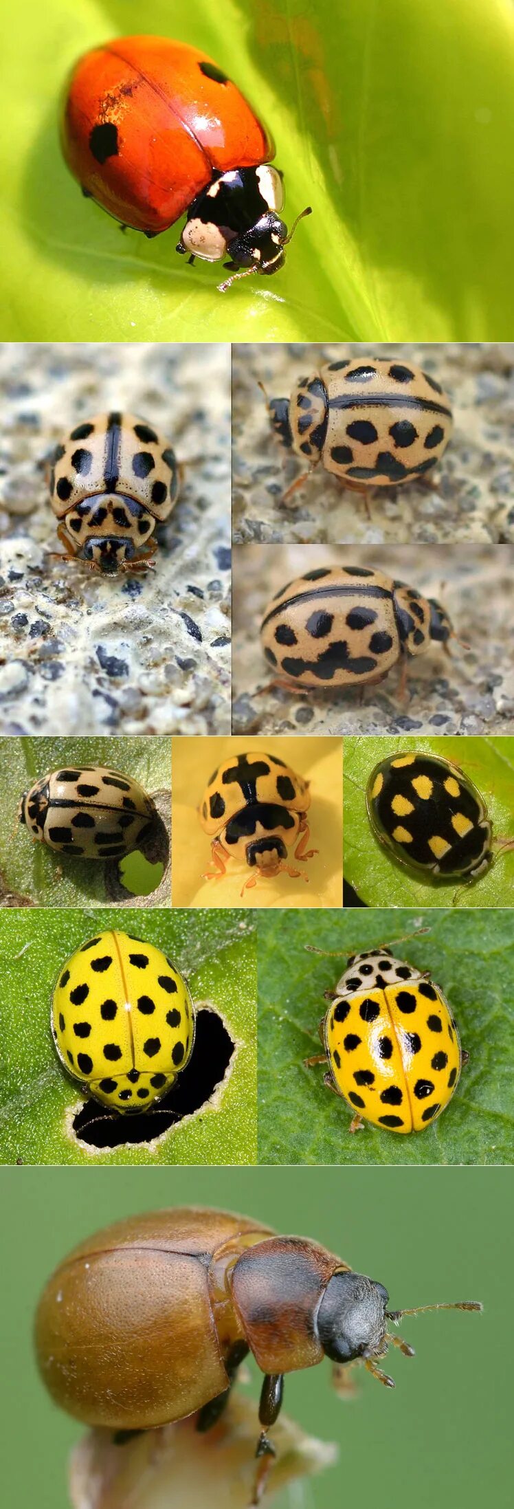 Pin on Bugs