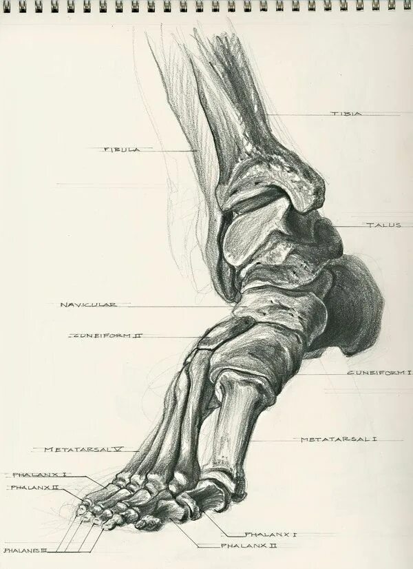 Строение конечностей рисунок. Кости стопы пластическая анатомия. Анатомия человека скелет кости стопы. Стопа ноги анатомия кости. Зарисовки костей стопы.