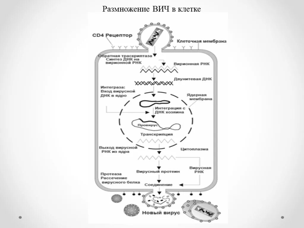 Цикл развития вируса ВИЧ. Жизненный цикл вируса иммунодефицита человека. Жизненный цикл вируса ВИЧ схема. Механизм проникновения ВИЧ В клетку.